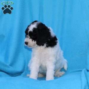 Stella, Cockapoo Puppy
